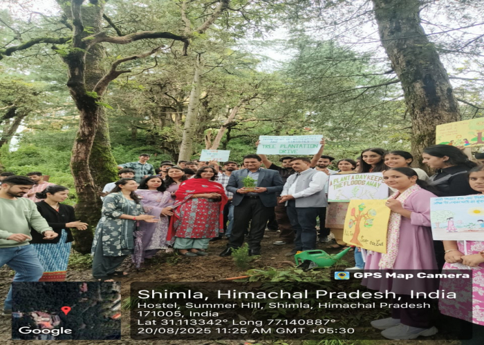 Tree Plantation Drive